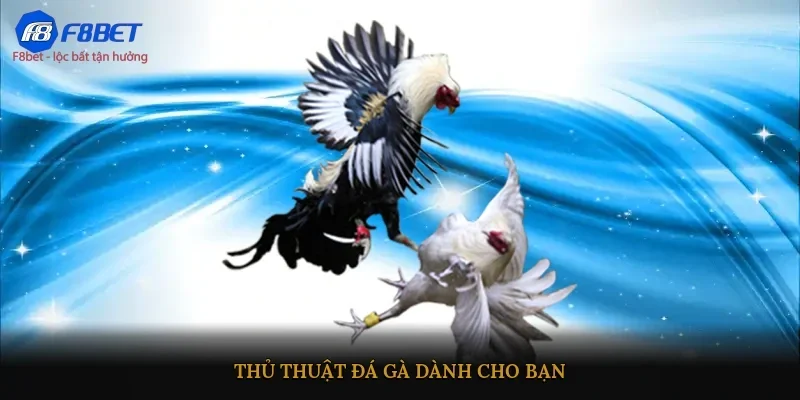 Thủ thuật đá gà dành cho bạn 